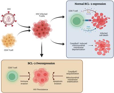 Prime, shock and kill: BCL-2 inhibition for HIV cure